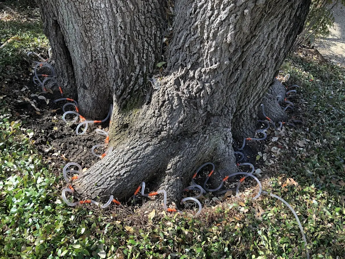 Detailed Tree Cabling and Bracing job site in Indiahoma