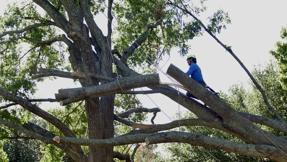 Professional Crown Thinning performed by certified arborists in Indiahoma