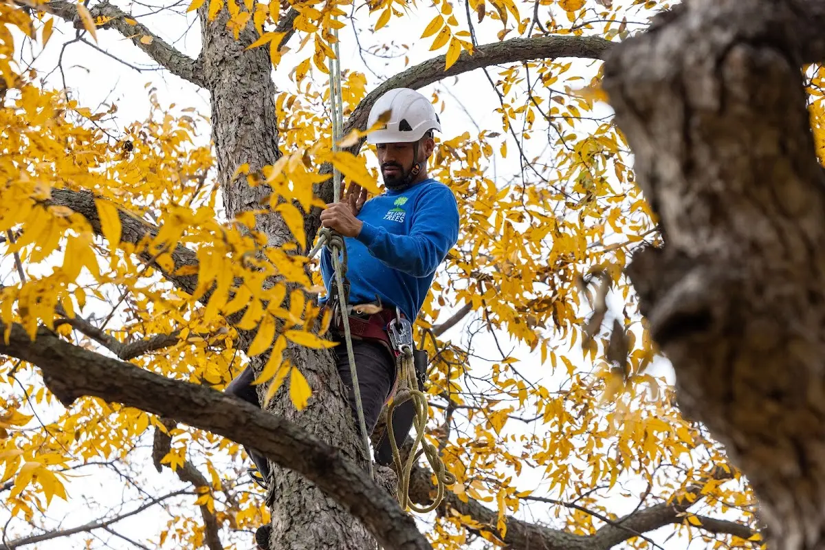 Skilled Tree Trimming crew working in Indiahoma